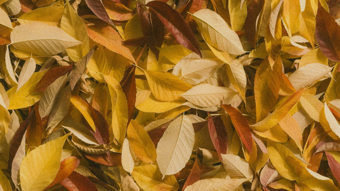 The Fall Skin Shift: Staying Hydrated as Temps Drop
