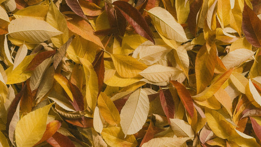 The Fall Skin Shift: Staying Hydrated as Temps Drop
